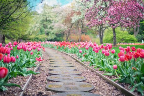 pathway path pink tulips tulips 2289978